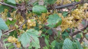 Богатый урожай белой смородины (3)