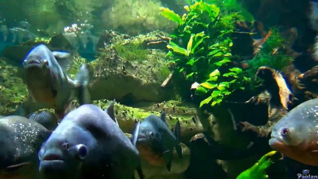 пираньи в аквариуме смотреть онлайн