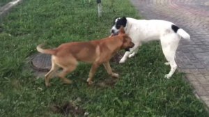 Алабай против Питбуля)