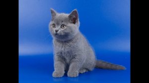 Самые красивые котята британцы. Смотрите  фото котиков