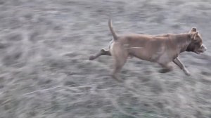 Питбуль Эрик,видео из архива.как нам тебя не хватает.