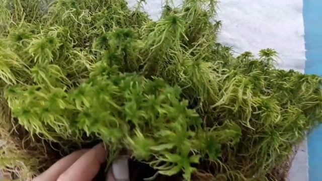 Мох сфагнум.Продажа по всей России.Отправка почтой. смотреть онлайн