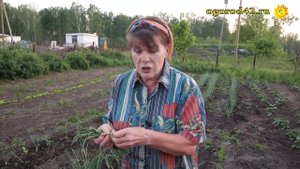 Желтеет перо у лука: две причины. Берегитесь!!! Скрытнохоботник.
