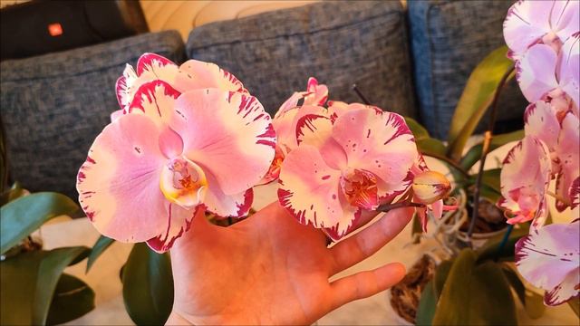 Мои изумительные орхидеи фаленопсис: Magic Art, Art Nouveau и Miki Crown 🌺🌿#орхидеифаленопсис