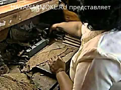 Кубинские сигары: от семечка до готового продукта смотреть онлайн