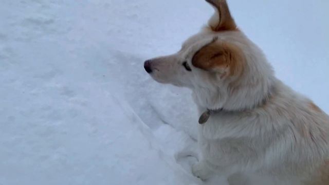 Снегоступы йети смотреть онлайн