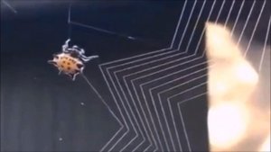 Паучок плетет паутину. Удивительное зрелище!