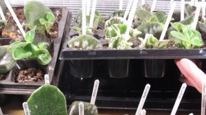 МЕЛКИЕ ЛИСТЬЯ ФИАЛКИ НА УКОРЕНЕНИИ. ЕСТЬ ТОЛК ИЛИ НЕТ?