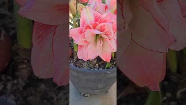 Amaryllis "Double Dream and Nymph" blooming in spring # Norcal 2023