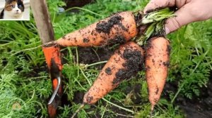 Лучшая морковь Балтимор f1 описание сорта и отзыв