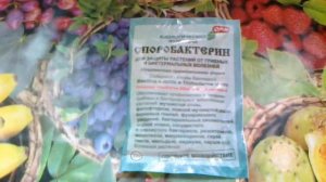 Споробактерин. Двойной удар по врагу.