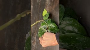 Почему Хойя макрофила сплеш( Macrophylla Splash) растёт без  сплеша?