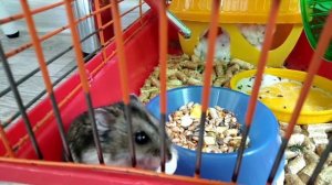 Тайная жизнь домашних животных 3.