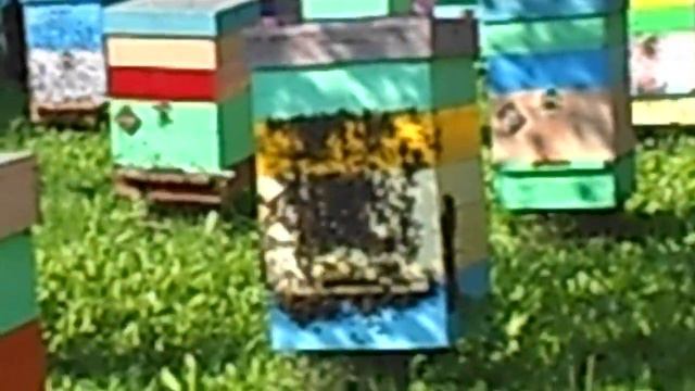 Пчелопакеты бакфаст карника пчеломатки плодные 2022 от племенных из Германии т 89603022455 смотреть онлайн