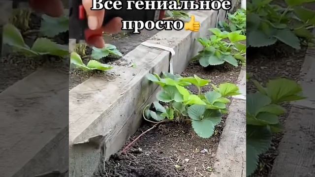 Лайфхак Как сделать лунку для посадки в огороде