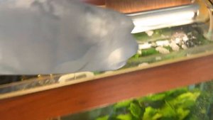 Как охладить воду в аквариуме в домашних условиях