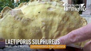 CONOSCERE I FUNGHI_22 Laetiporus sulphureus 270918