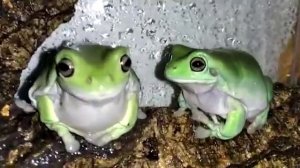 австралийские голубые квакши (красотки))