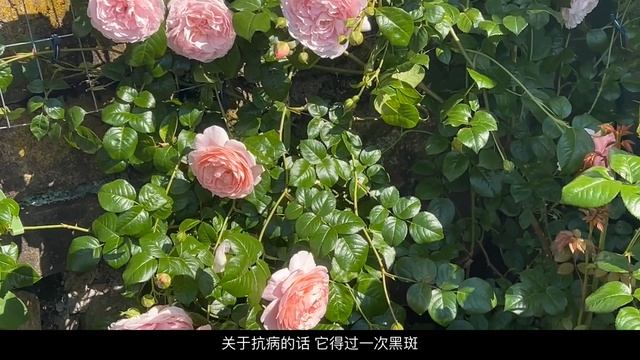 62 地栽一周年的David Austin《草莓山玫瑰 Strawberry Hill Rose》 Meet my 1 year-old Strawberry Hill Rose смотреть онлайн