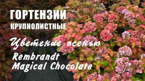 Гортензии крупнолистные осенью. Гортензии серии Rembrandt, гортензии Magical Chocolate и др.