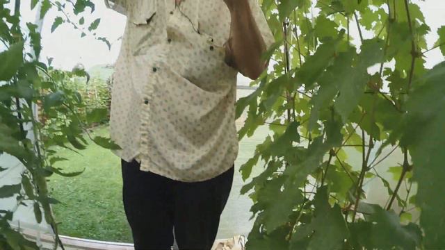 Мой виноградник в теплице. Виноградник Вадима Точилина.