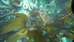 крабы и морские ежи в Баренцевом море