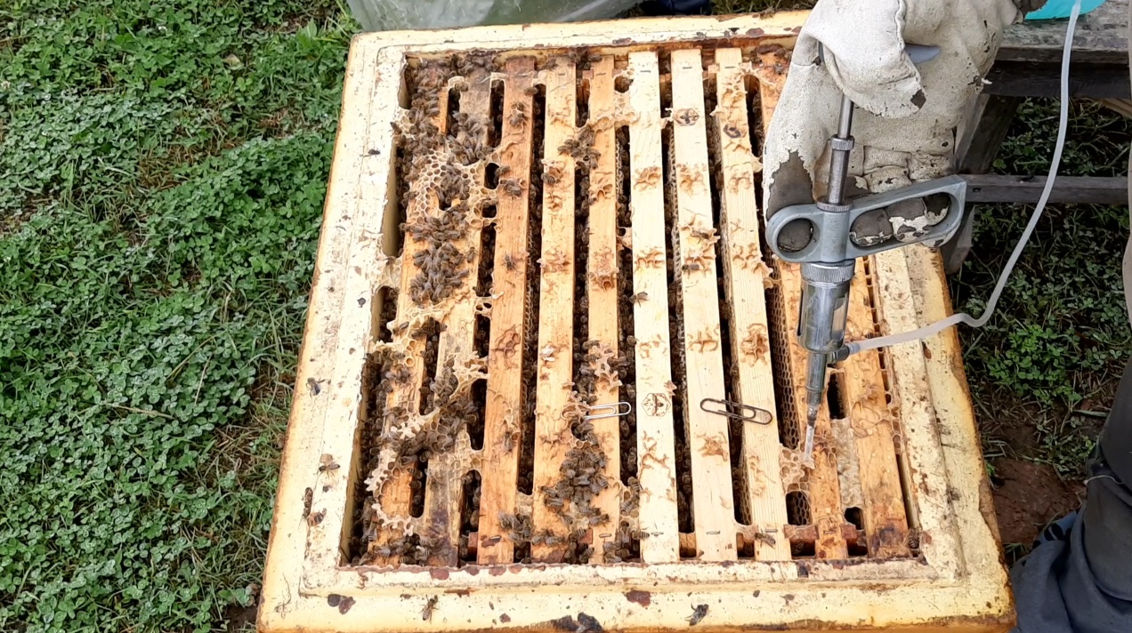 Весенняя обработка пчел от клеща. Тактик обработка пчел. Обработка пчел нафталином. Борьба пчеловодов с клещами.