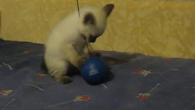 Котята Басики Альтаир 17.03.09 смотреть онлайн