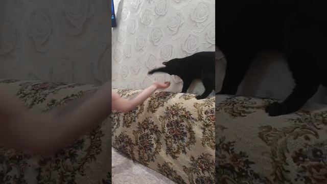 зачем мне солнце Монако ведь мне и дома хорошо 🤪🤭🤭🤭🤭🐈⬛❤