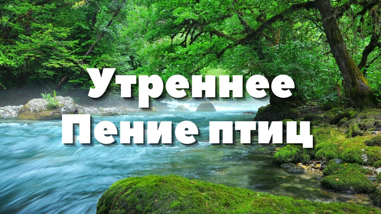 3 часа ? Утреннее Пение птиц - Звуки реки, чтобы начать Хороший и позитивный день