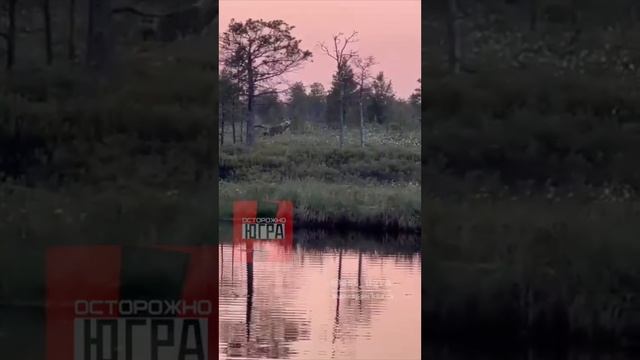 Рыбак из ХМАО снял на видео медвежье семейство