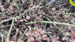 Обрезка почвопокровных роз весной (Урал, 3 зона)