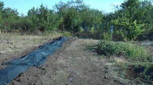 Посадили ежевику "Небеса могут подождать" _ 28.07.2020