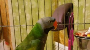 Говорящие ручные попугаи ара Пипка и Монька