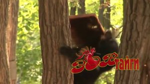 "Медведь на пасеке"  "Bear vs Bees"