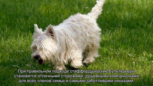 Стаффордширский бультерьер