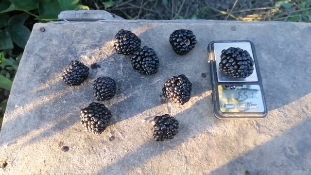Обзор  сортов ежевики /Чёрная Магия/Осейдж/Прайм Арк Фридом/Найтчез