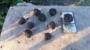 Обзор  сортов ежевики /Чёрная Магия/Осейдж/Прайм Арк Фридом/Найтчез