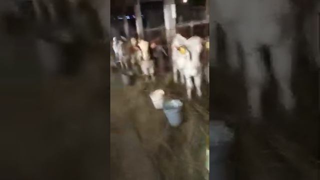 Бычки на продажу помесные с симменталом смотреть онлайн