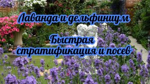 Посев семян: лаванда и дельфиниум (быстрая всхожесть семян)!