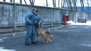 Задержание служебной собакой