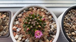 Зацвел кактус Маммилярия. Немного об уходе и условиях содержания. #cactiblooming