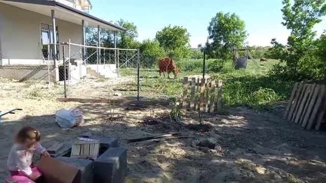 Муж улетел, но, обещал вернуться. Пасем коров на участке. смотреть онлайн