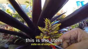 How to Pollinate the flowers of bromeliads (part1)