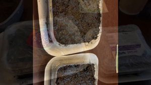 Посев лука порея, всходы за два дня!  Посев петрушки на рассаду.