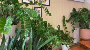 Замиокулькасовый лес