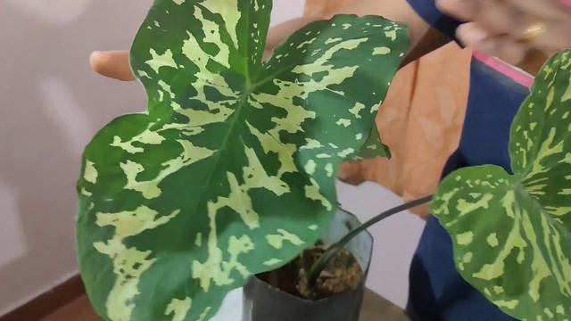 ALOCASIA ❤️❤️ смотреть онлайн