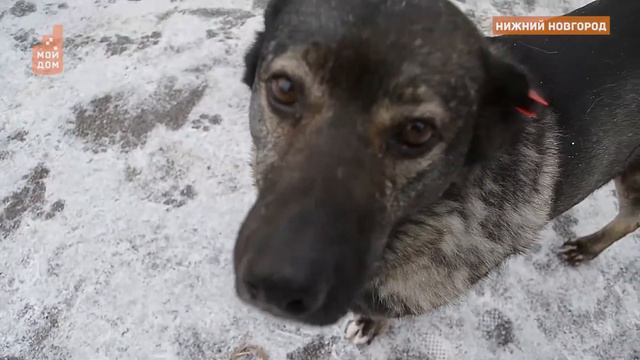 В Нижегородской области будут построены два новых приюта для бездомных животных смотреть онлайн