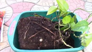 ЛИСТЬЯ РАСТЕНИЯ ЖЕЛТЕЮТ! Что делать?