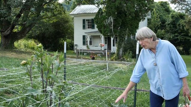 How to Stake Dahlias смотреть онлайн